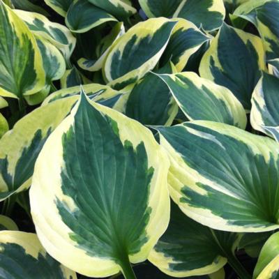 Hosta 'Anne'